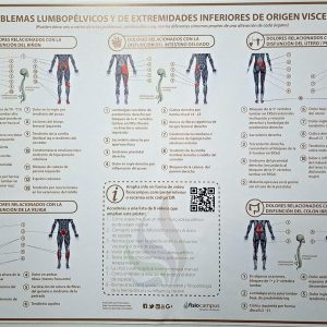 Poster - Reflejos viscerales tren inferior (LÁMINA EN PAPEL 70x50)