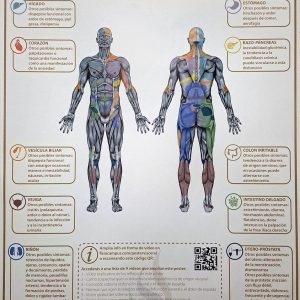 Poster - Reflejos viscerales generales (LÁMINA EN PAPEL 50x70)